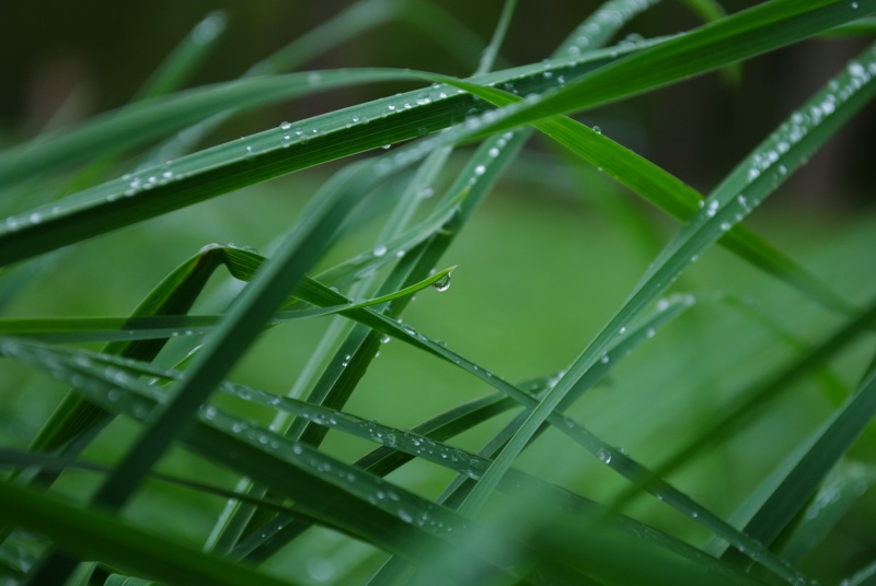 Morgen am Lake Selyava ....
