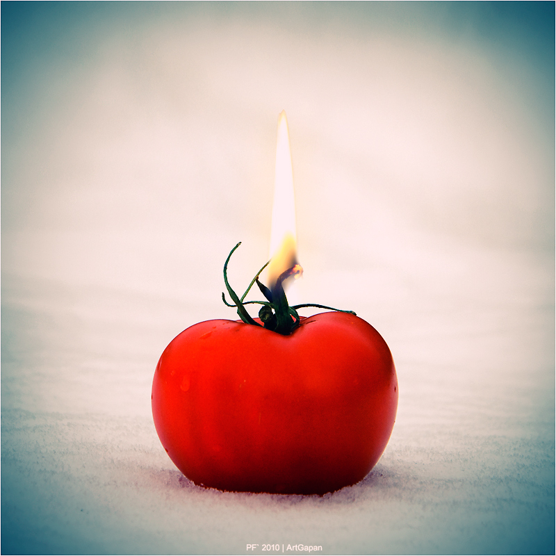 [ snow tomato *2010 ]