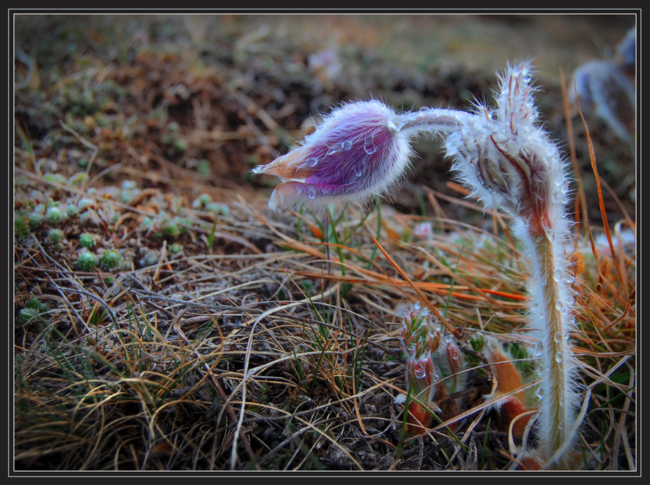 Die Geburt des neuen Lebens