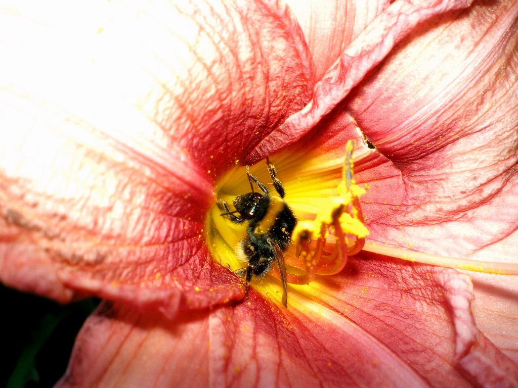 Biene bei der Arbeit)