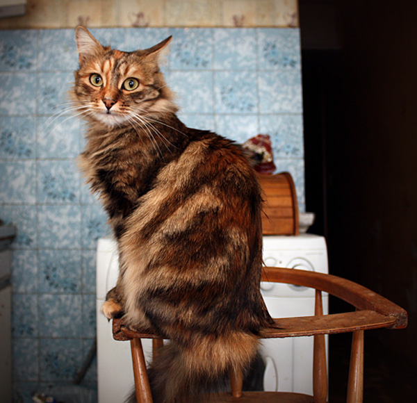 Ich bin in der Küche Gastgeberin