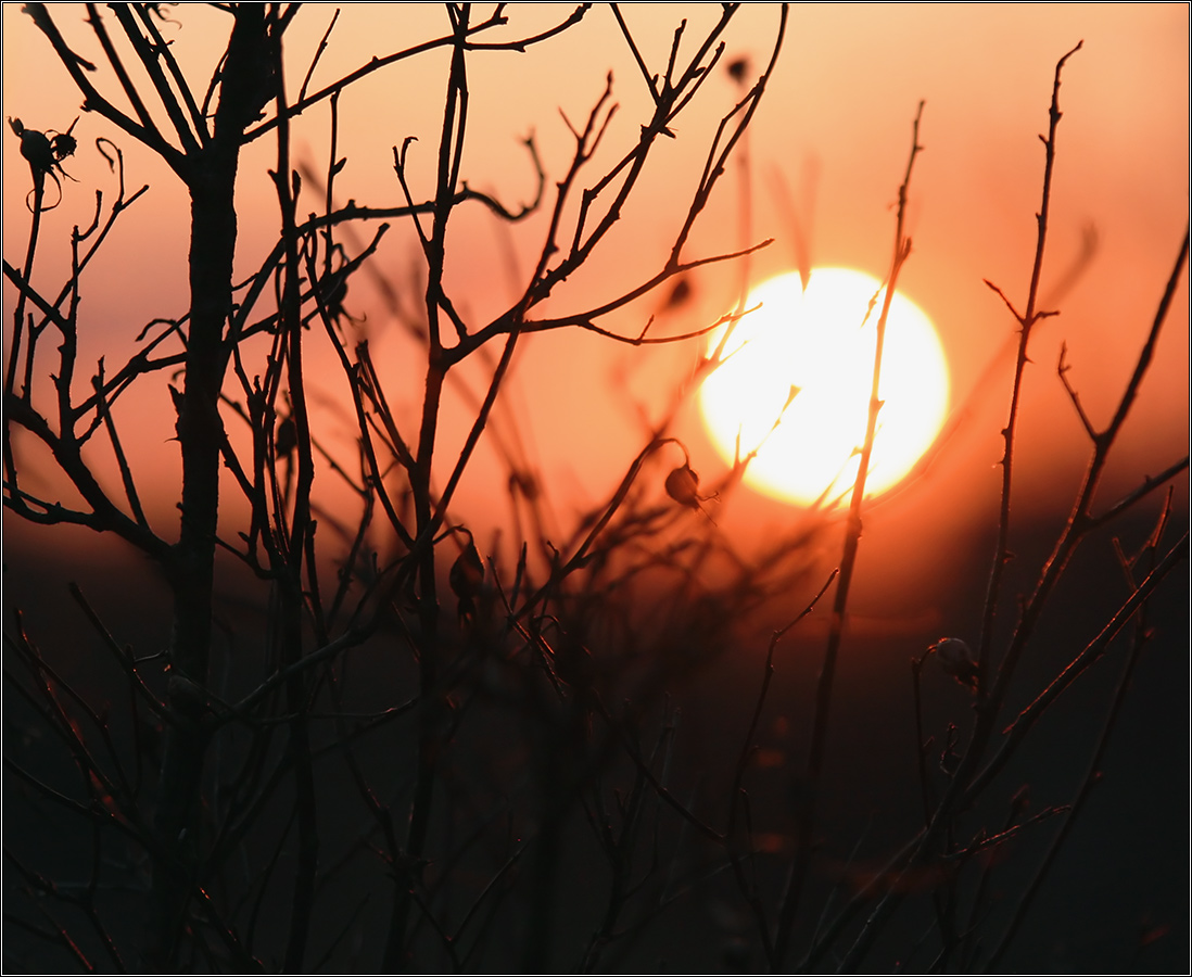 Die Sonne auf dem Zweig