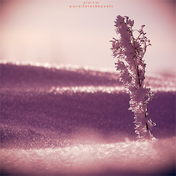 [2010. Warm Morgen Jazz}