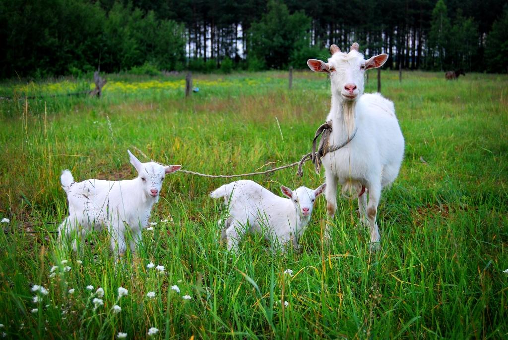 Hier ist eine kleine Familie hier!