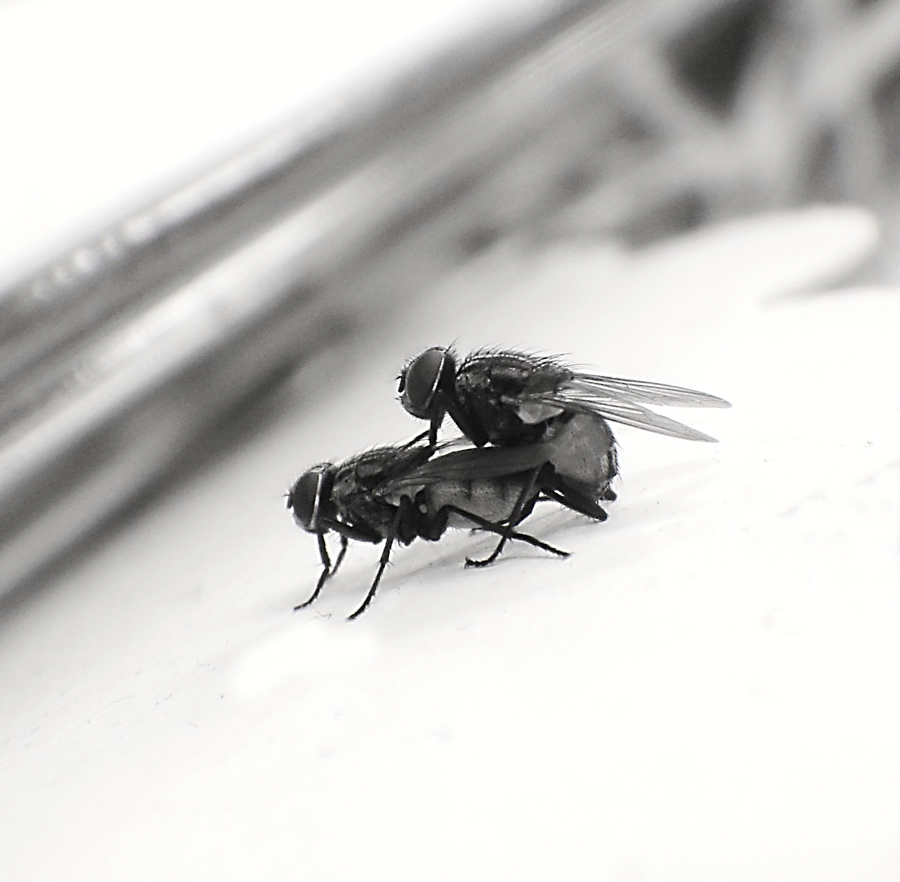 Liebe alle Geschöpfe sind gehorsam ...