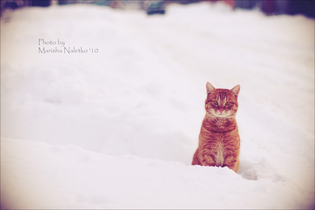 Ryzhiy.I ihnen bleiben für immer.
