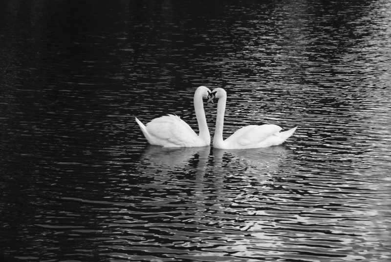 Swans