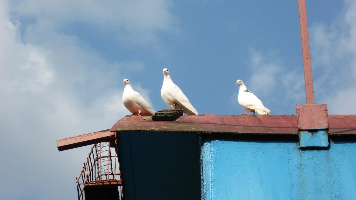 Tauben