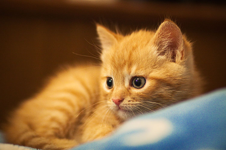 Geben Sie in guten Händen)))