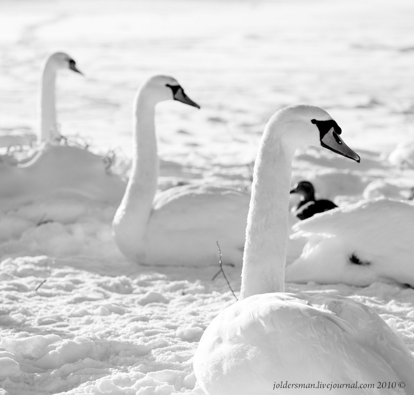 Swans