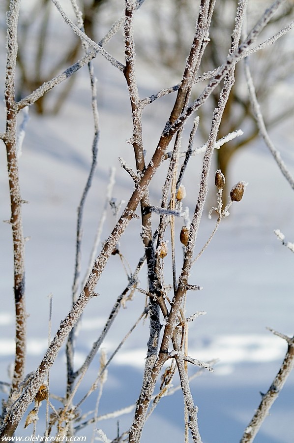 Winter in Minsk 2)))