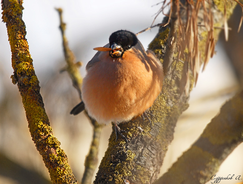 Fire ... zum Abendessen.