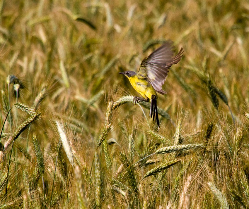 longing for summer pt 2