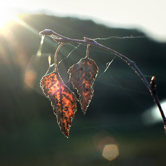 Im vergangenen Herbst ......