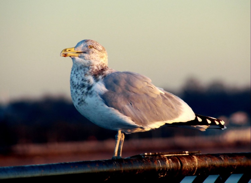 Im Licht der aufgehenden Sonne