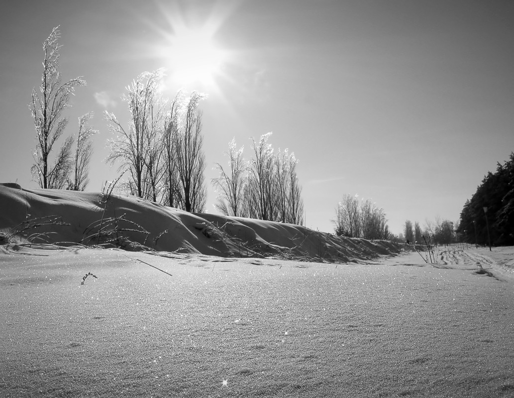 der Wind rüttelte an den Zweigen ...