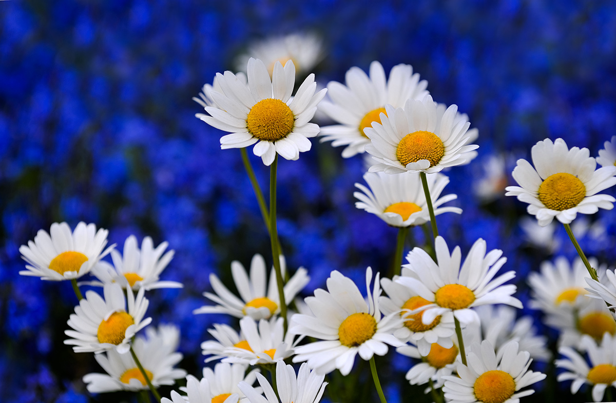 Einfach Daisies