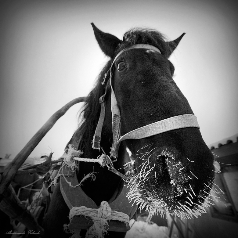 Oh kalt, Kälte, Frost nicht mich!