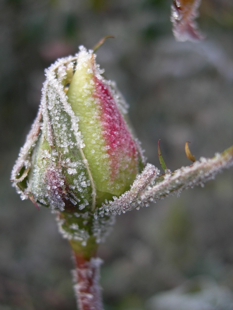 Das Leben in Sugar .....