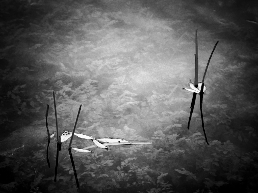 * F O T O G R A F K A *