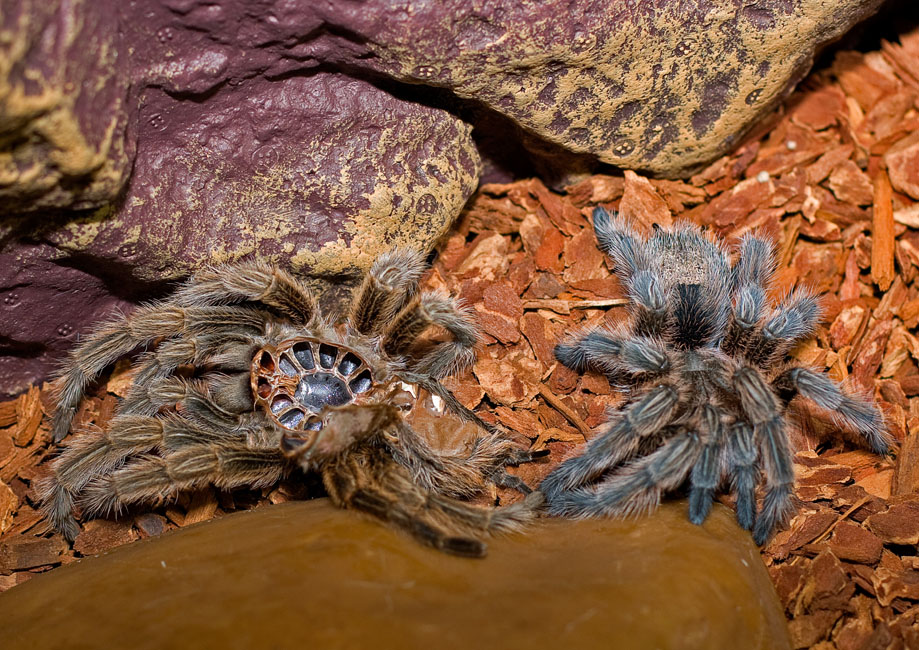 Verlassen Sie Ihren Körper ...