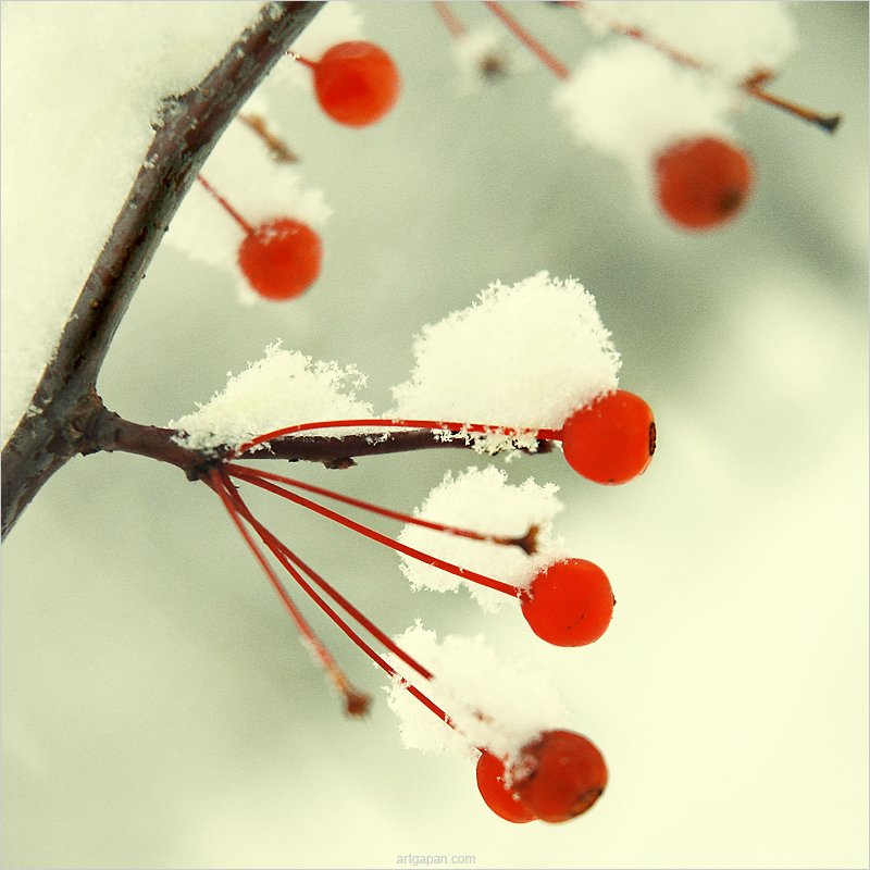 [ Winter Fruit *2 ]