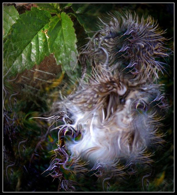 mir unbekannte Pflanze