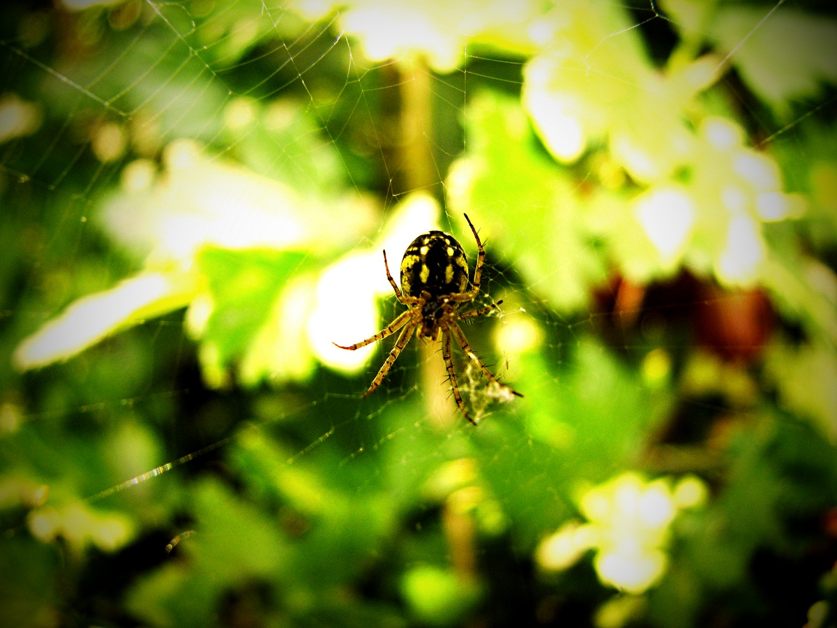 Arachnidian Sommer.