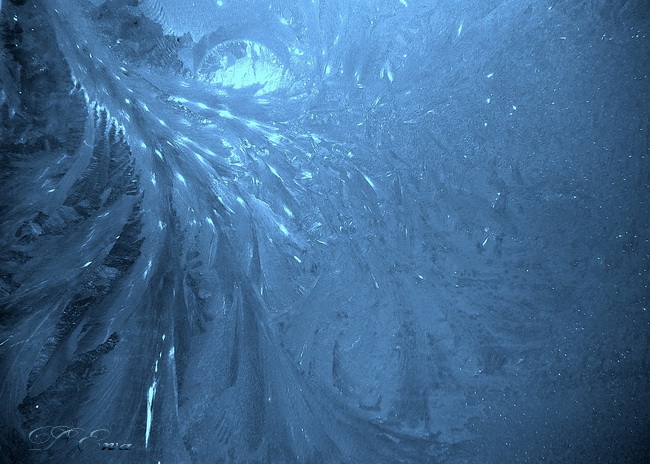 blaue Vogel fiel eine Feder ...