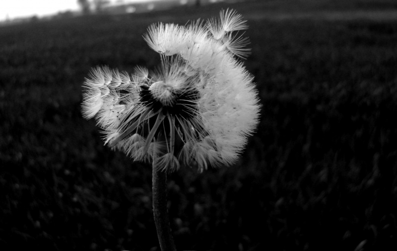 ... Sterben, wo sie wiedergeboren werden.