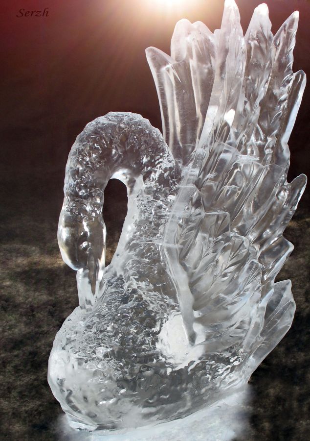 Icy Swan