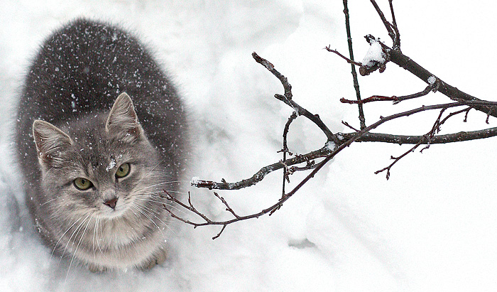Wenn der Frühling kommt, weiß ich nicht