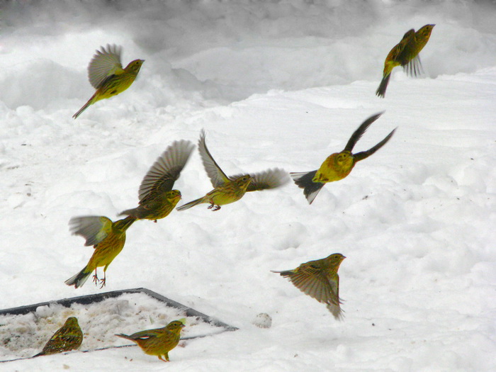 Das Prinzip der Selbstorganisation