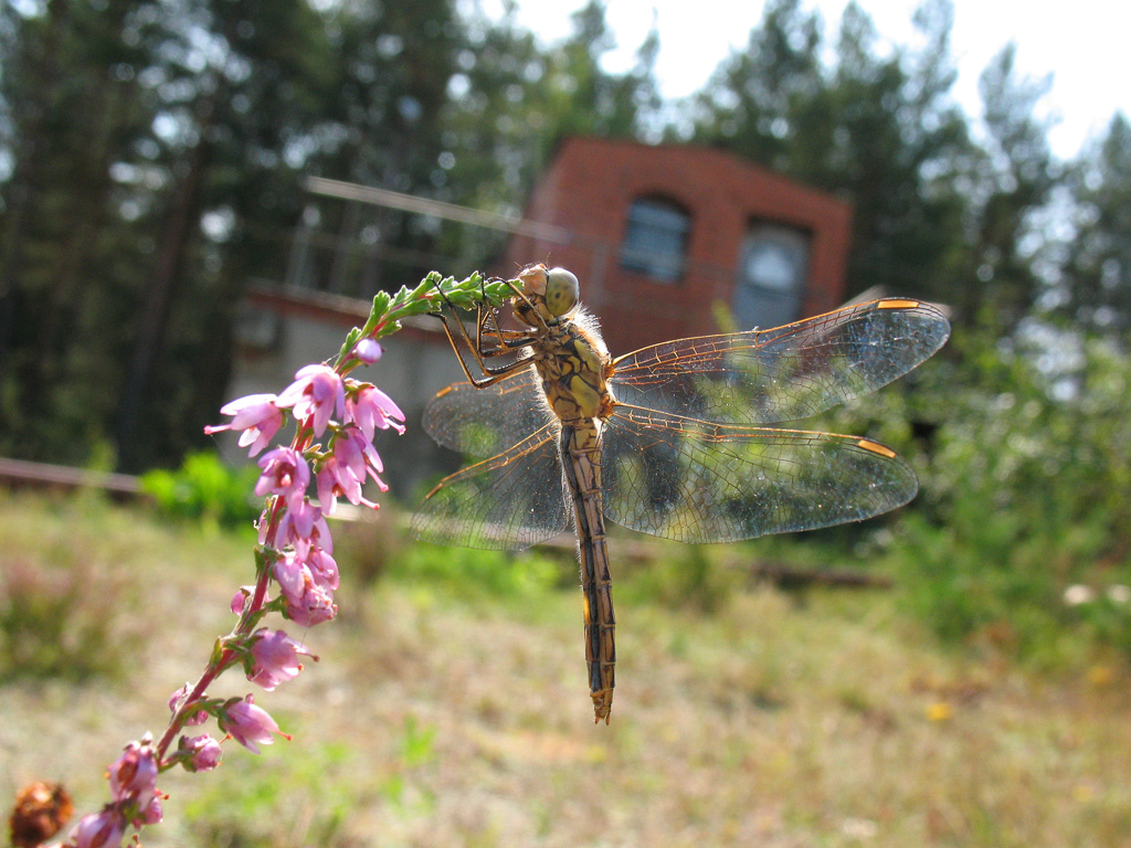 Dragonfly