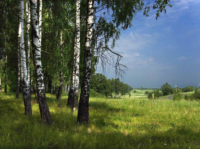 Edge of the Birkenhain