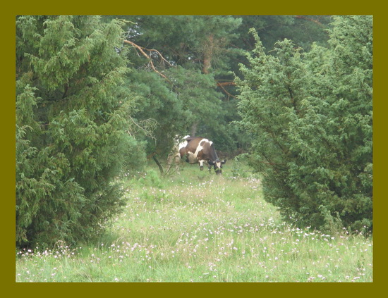 Eine unerwartete Begegnung im Walde