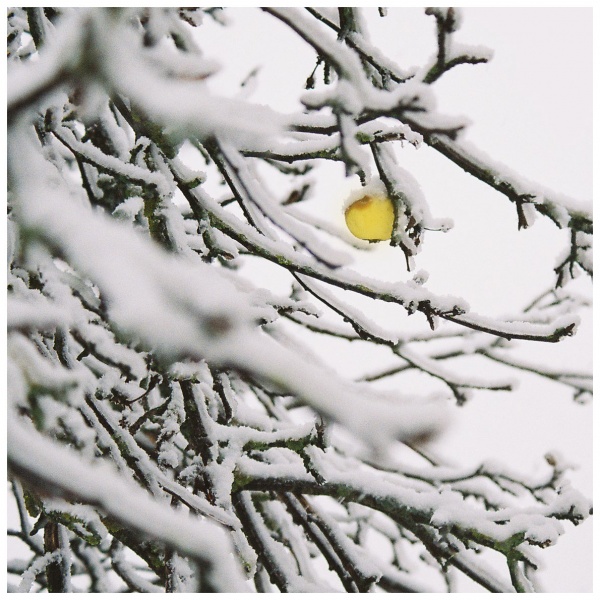 Einzelkämpfer Apfel