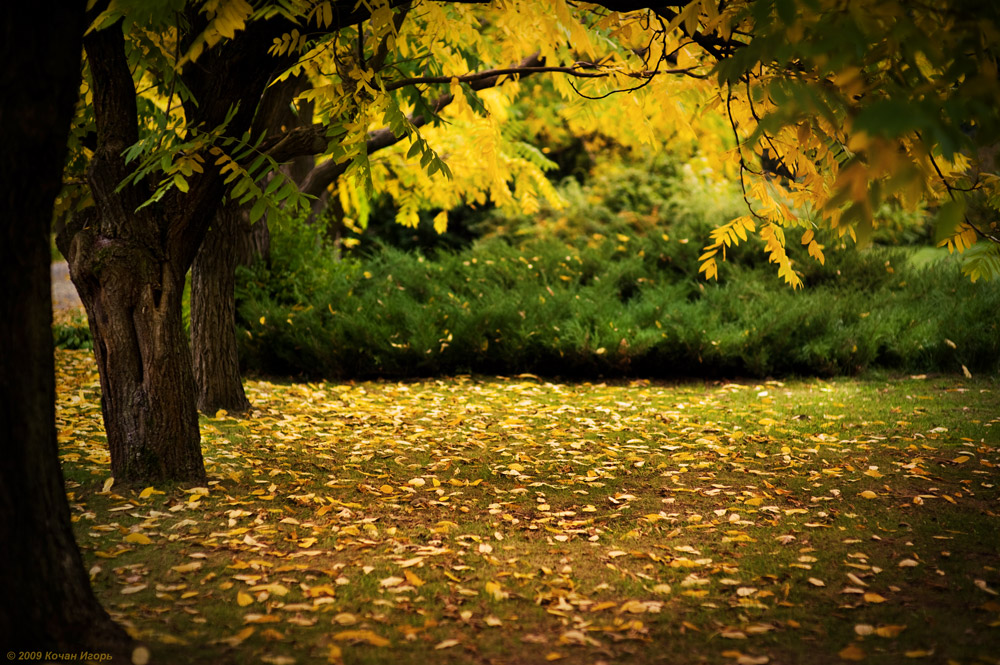 Hear the fallendes Blatt