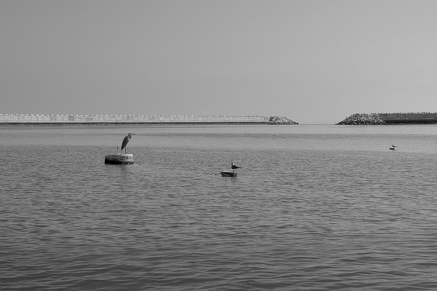 Drei Vögel in den offenen Raum