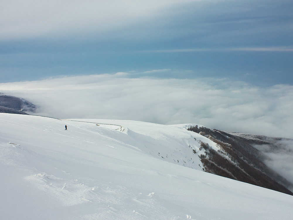 * Die Li C O W S I R E N E E B O ° 2 *