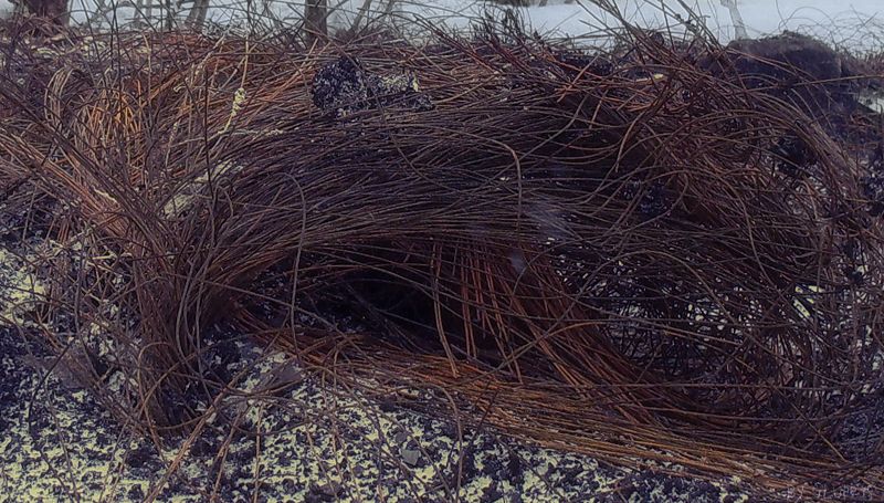 Verwelkte Blumen Reifen