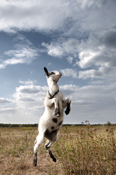 Ich glaube nicht, Sokil Chomu?