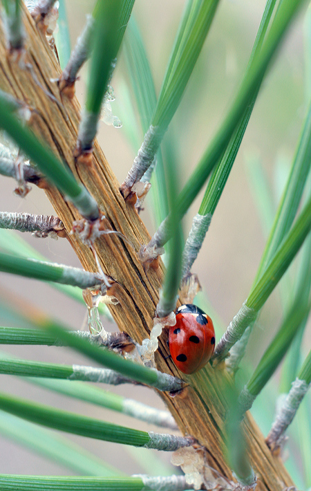 einmal in einem Nadelwald