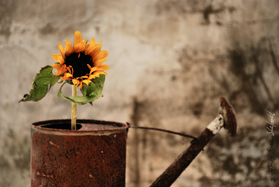 mit einer Sonnenblume ....