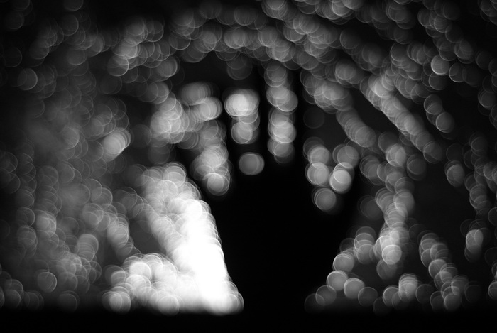 Tree in a fog of bokeh