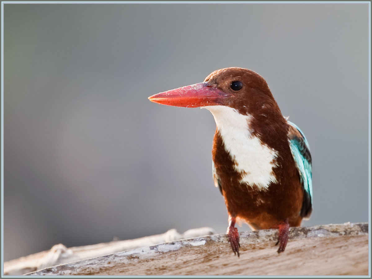 Record Nase krasnoklyuvogo Eisvogel