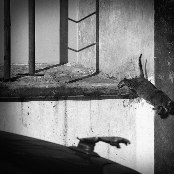 Barsik sind unterschiedlich. Classic springen