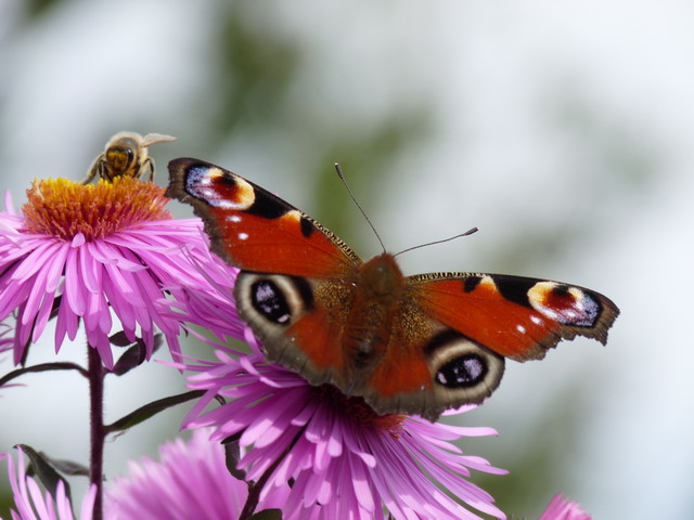 Die Schöne und das Arbeitstier