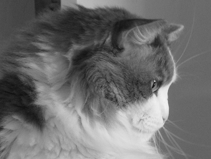 Duma groß .... Duma schweren