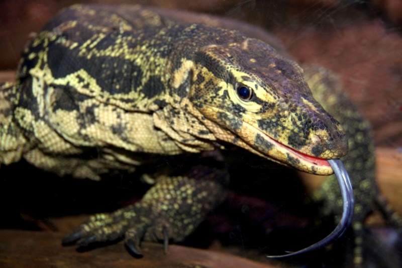 Deszendenten DINOSAURIER